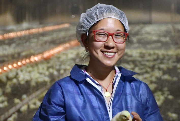 Manejo de cama de frangos de corte em evidência no 24º SBSA