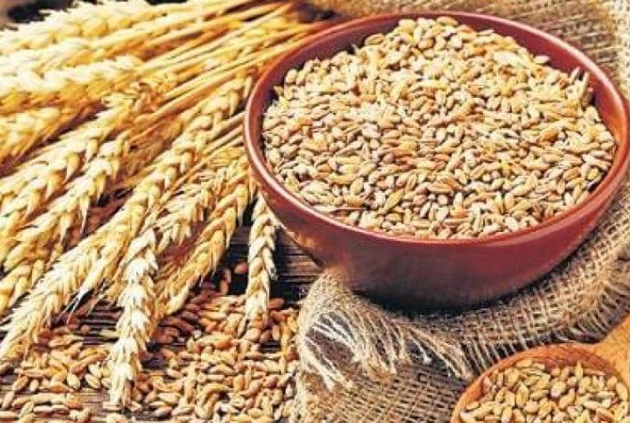 Comercialização do trigo no Brasil mantém ritmo lento em março