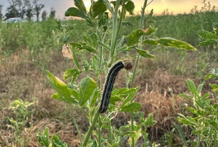 Condições favoráveis para a lagarta do cartucho acende alerta para safrinha