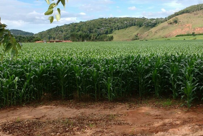 Desafios climáticos afetam safra de grãos 2023/24, alerta Abramilho