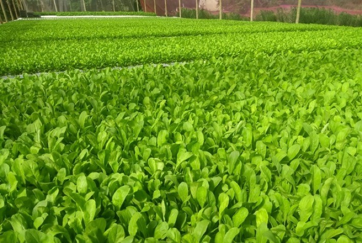 Crescimento do mercado de produtos frescos impulsiona cultivo hidropônico de rúcula
