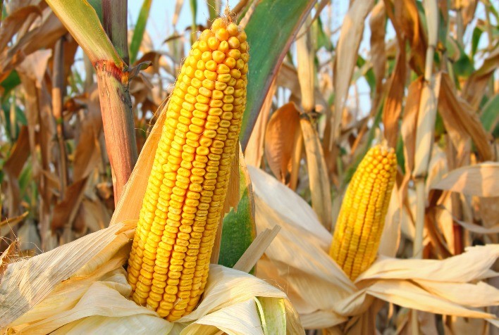 Futuros do milho iniciam quinta-feira em alta na bolsa brasileira
