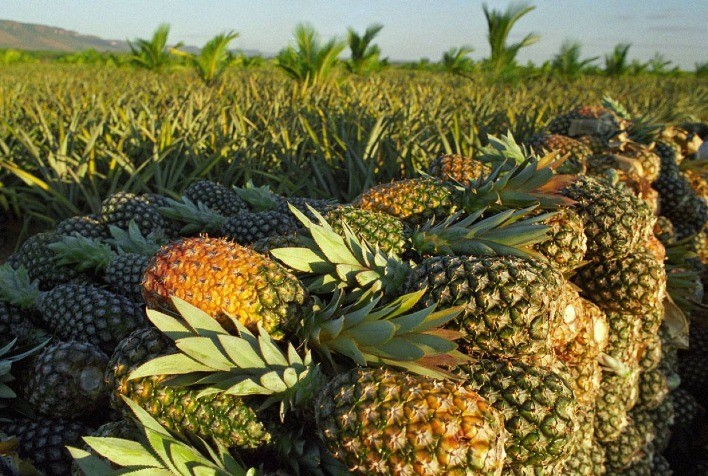Preços das frutas variam em Minas Gerais: Abacaxi e Limão entre os mais afetados
