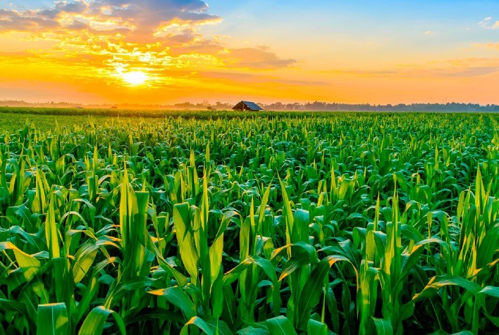 Famasul alerta para condições do milho em Mato Grosso do Sul
