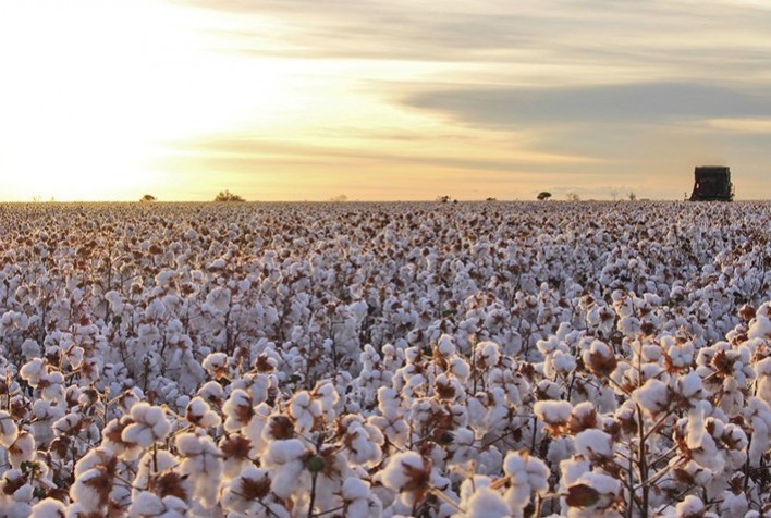 Área Plantada de Algodão em Mato Grosso Registra Crescimento de 16%
