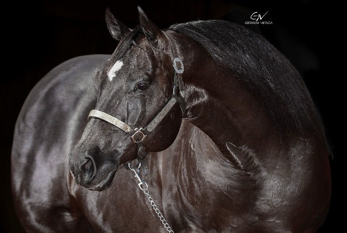 Com qualidade ‘prime’, Brasil tem um dos maiores plantéis de cavalos do mundo