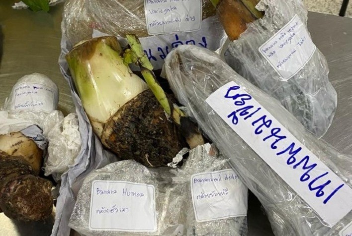 Auditores agropecuários apreendem mudas de banana com possível fungo perigoso