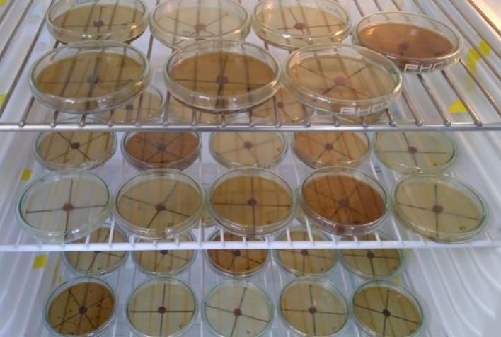 Resíduo da larva de inseto é capaz de controlar doenças em tomate