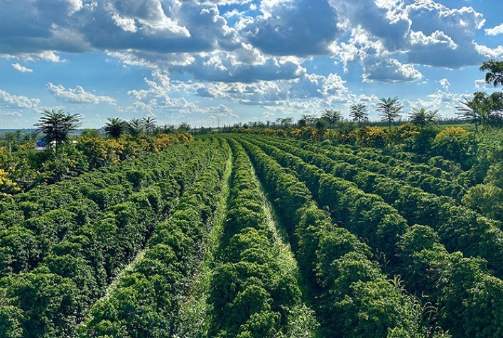 Café: Brasil se destaca em prêmio internacional de sustentabilidade