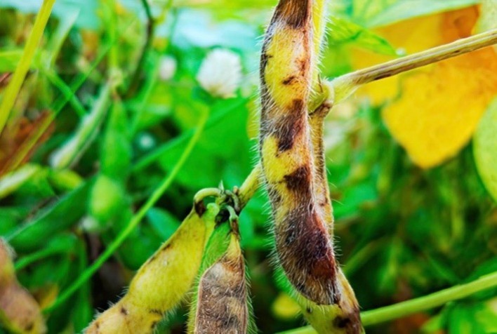 Podridão das vagens e grãos da soja (anomalia da soja) com os dias contados: pioneira, ADAMA registra 4 fungicidas para manejo da doença