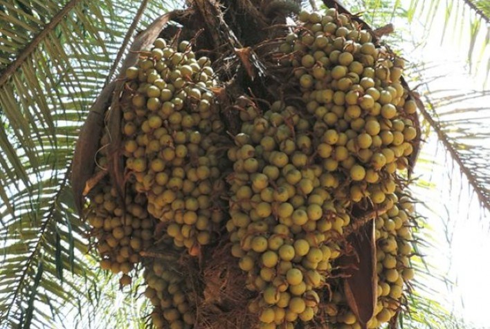 Família Real Árabe quer investir no agro da Bahia