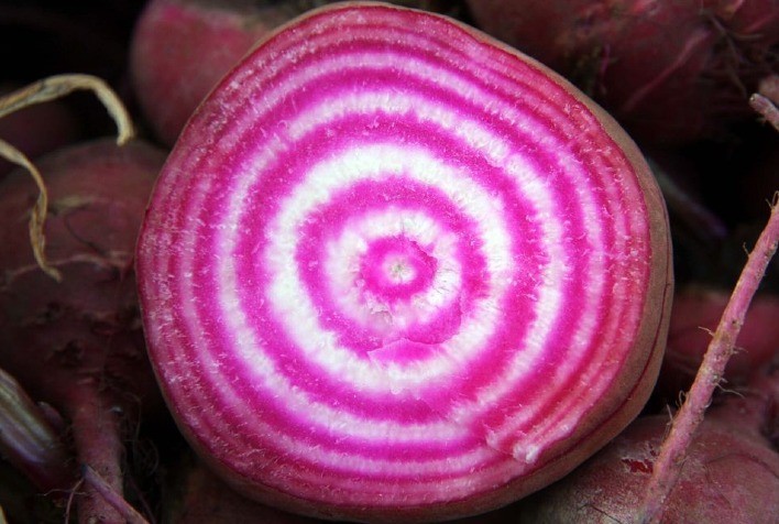 Saiba quais opções de hortaliças para plantar em abril sem erros