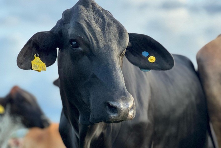 Pesquisa usa genômica para enfrentar efeitos climáticos em gado leiteiro