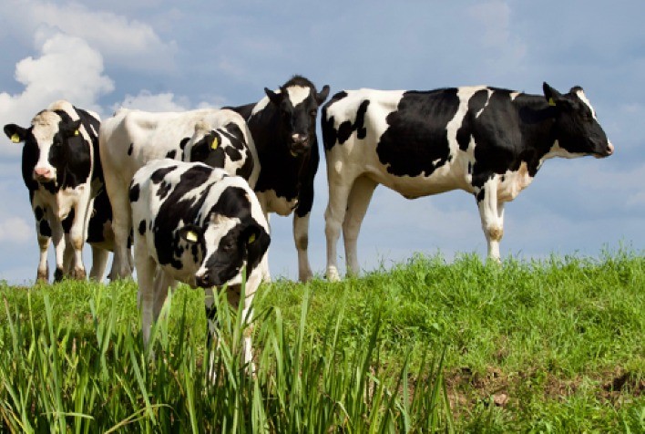 Tirso Meirelles pede ao governador ação urgente para resguardar produtores de leite