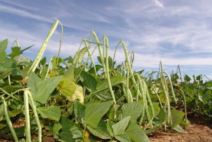 Feijão caupi e açaí são contemplados em bônus da PGPAF calculados pela Conab