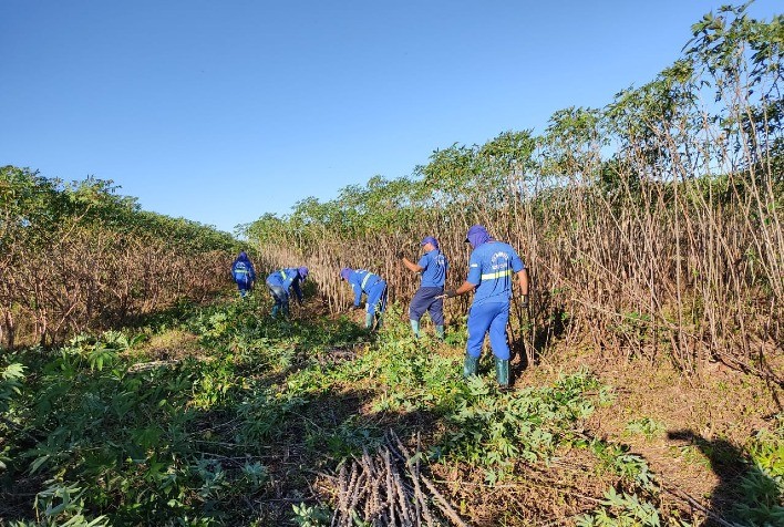 Clima seco afeta colheita e preços da mandioca, aponta Cepea
