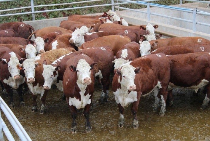 Abertas as inscrições para o Concurso de Carcaças Carne Hereford