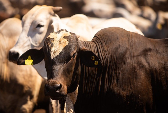 Saiba quando e por que realizar o controle estratégico de carrapatos na pecuária