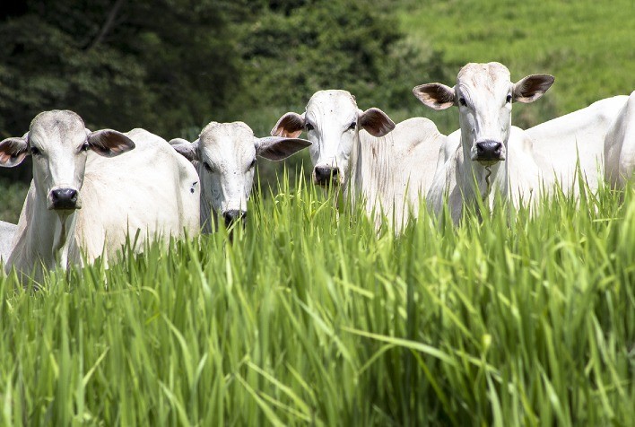 Uso de aditivo natural torna a pecuária mais rentável, produtiva e sustentável
