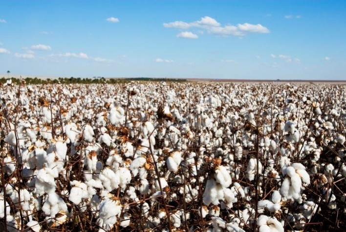 Produção de algodão na Turquia deve aumentar na temporada 2024/25, aponta USDA