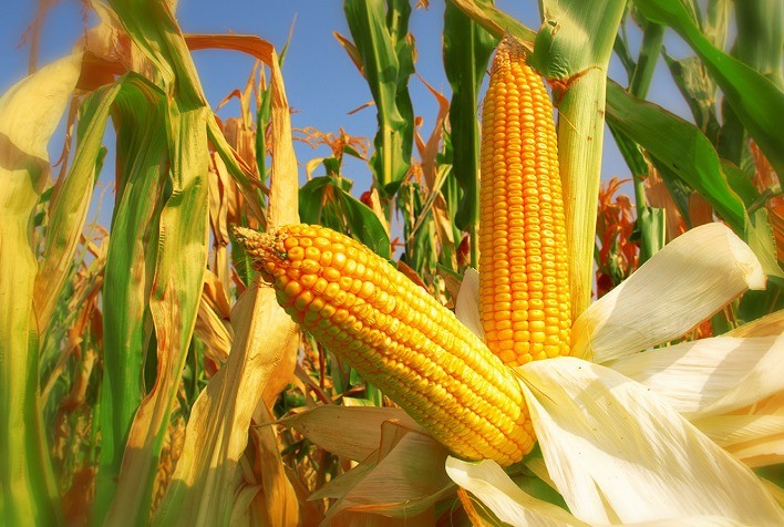 Mercado de milho brasileiro mantém ritmo conservador