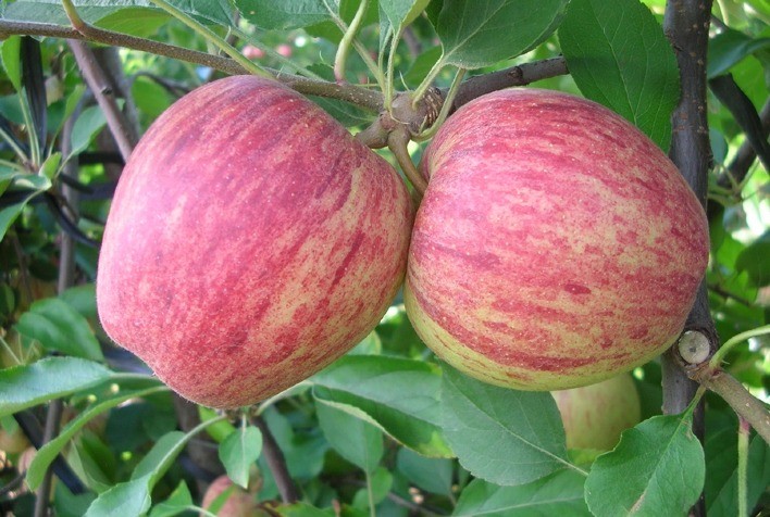 Estoque reduzido sustenta preço da Maçã Gala, revela Cepea