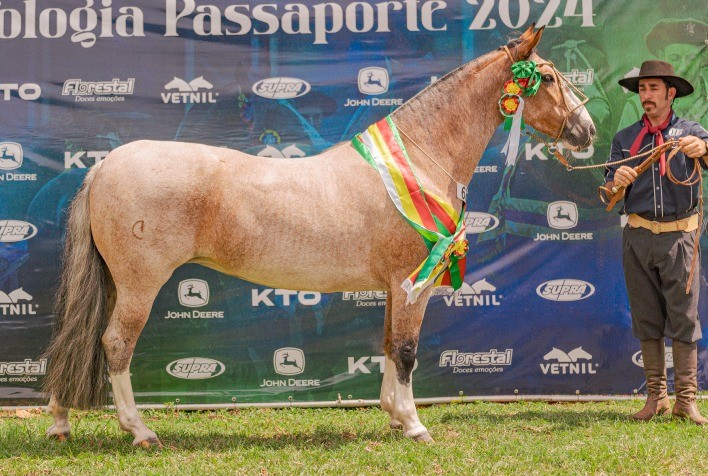 Passaporte em Campo Grande revela novos classificados para a Morfologia do Cavalo Crioulo