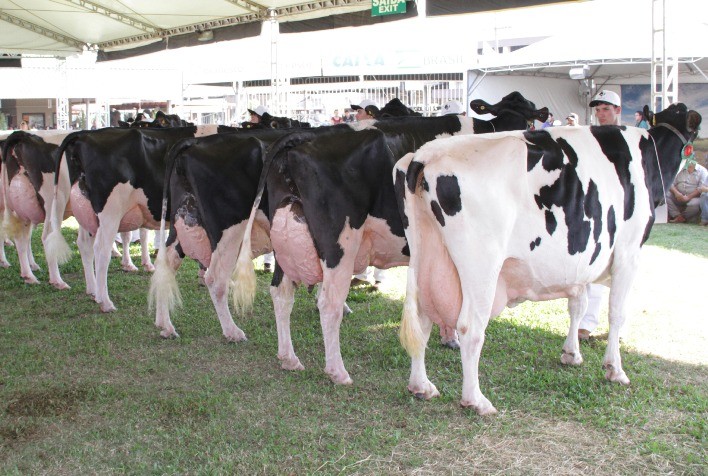 Raça Holandesa marca presença na Festleite de Anta Gorda