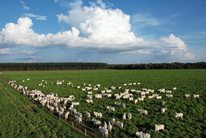 Gestão e tecnologia: os segredos para tornar a pecuária tão rentável quanto a agricultura