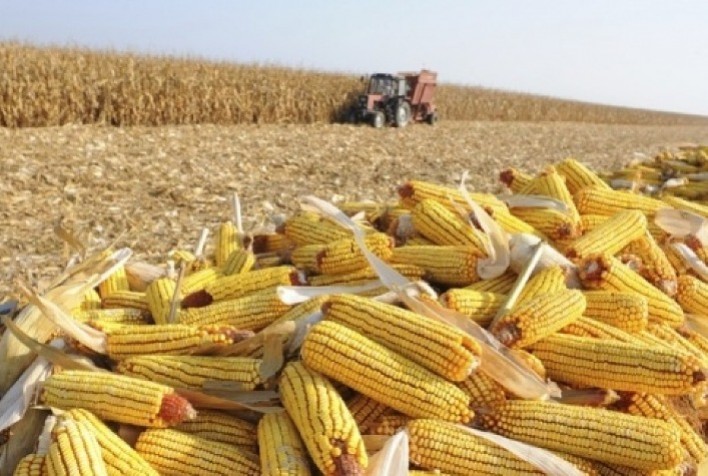 Colheita da 1ª Safra de milho 2023/24 atinge 51%, revela Conab