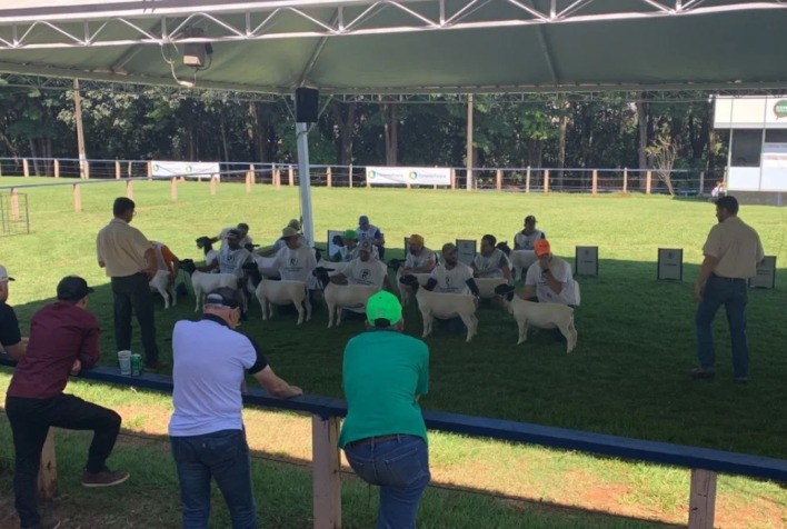 Ovinocultura é destaque durante a Expolondrina com grande presença de animais