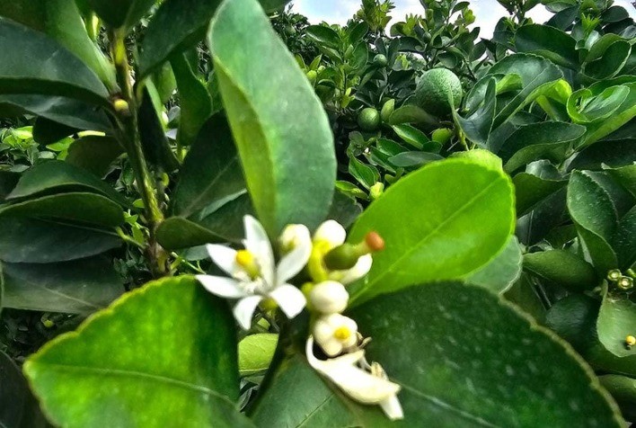 Limão Tahiti tem cenário favorável para investimento visando indução de florada e aumento de produtividade