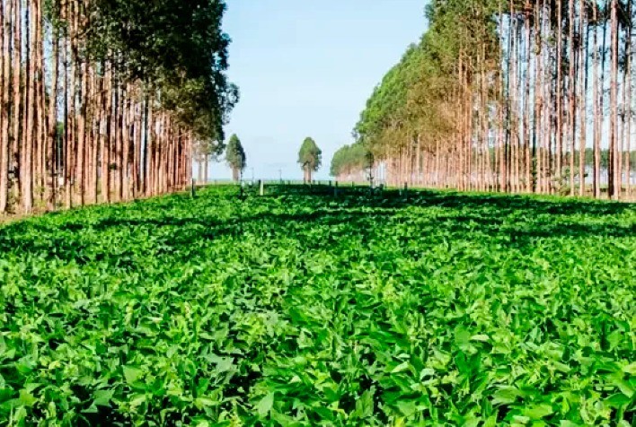 Bunge prevê expandir em 140% programa de agricultura regenerativa no Brasil, pagará prêmio