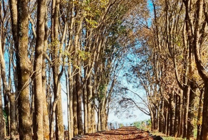 Epamig utiliza corredores ecológicos multifuncionais em áreas de café