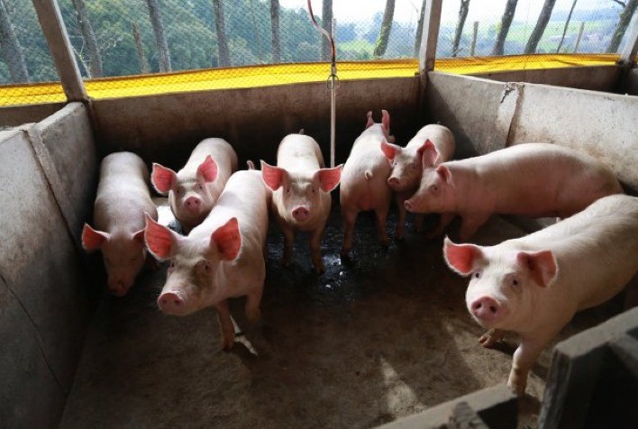 Disponível o boletim do suíno do Cepea de março