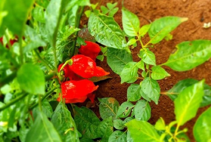 Pimenta habanero BRS Biguatinga é opção para consumo fresco e para indústria