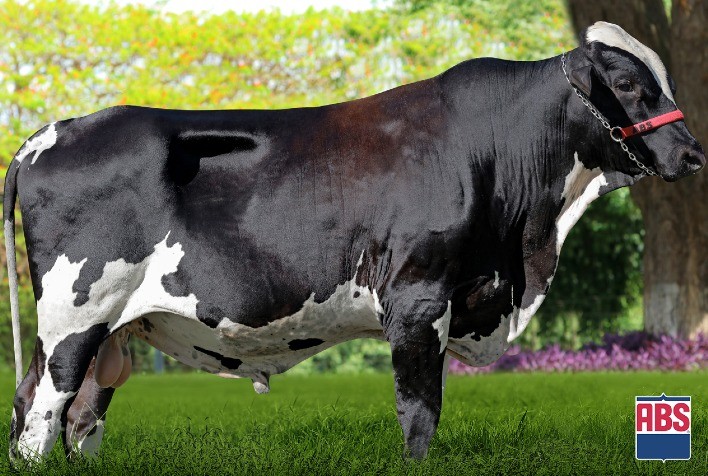 ABS contrata touro Girolando 5/8, destaque em produção de leite e conformação