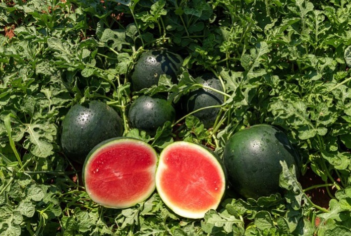 BASF participa da primeira edição da Fruit Attraction no Brasil