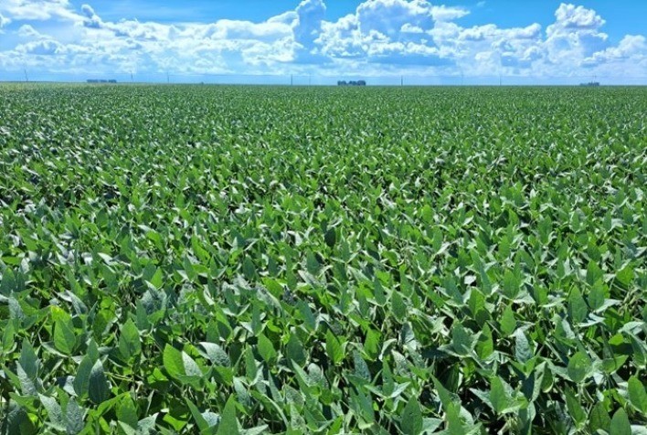 Irrigação por gotejamento subterrâneo: uma solução revolucionária para uma produção de soja ainda mais sustentável