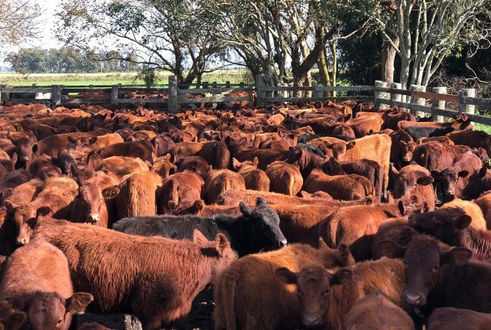 Preços na pecuária ainda estão aquém do esperado para a temporada gaúcha