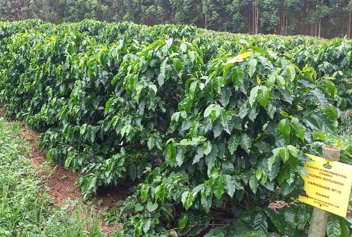 Epamig e Embrapa Café avaliam novas cultivares em nove regiões cafeeiras de MG
