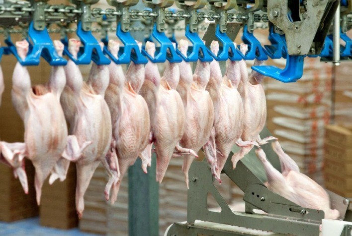 Desempenho do frango abatido na 15ª semana de 2024, segunda do mês de abril