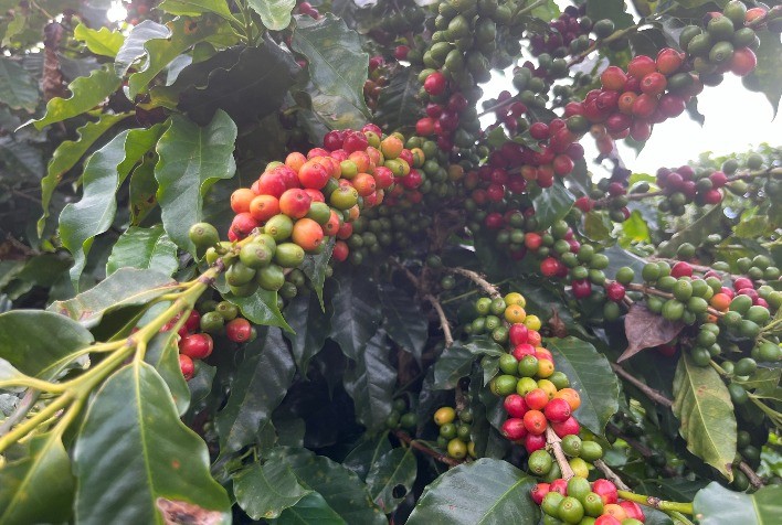 Granizo e geadas ameaçam produção de café