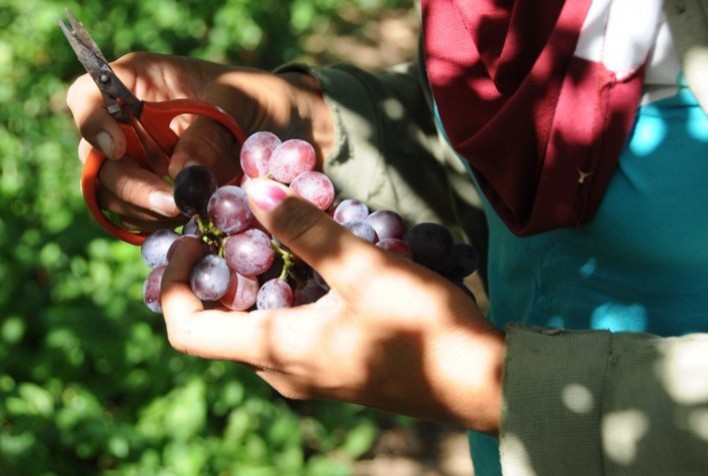 Projetos de irrigação da Codevasf produziram 4,11 milhões de toneladas de alimentos em 2023