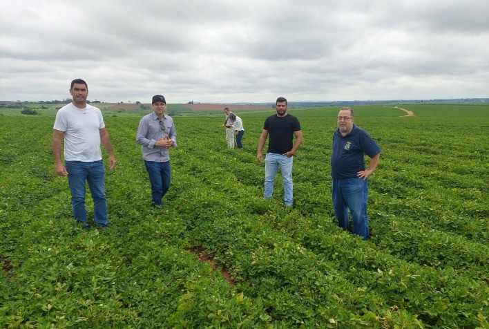 Cultura do amendoim vive ‘evolução gigantesca’ com sementes certificadas