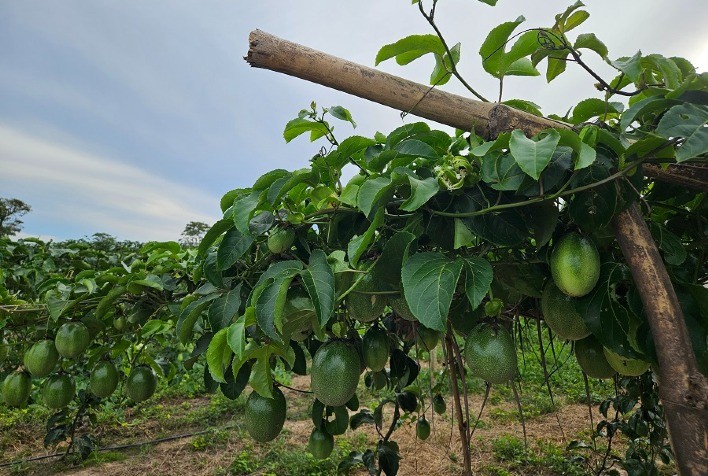 Fruticultura Irrigada é o novo vetor de desenvolvimento do Nordeste Goiano