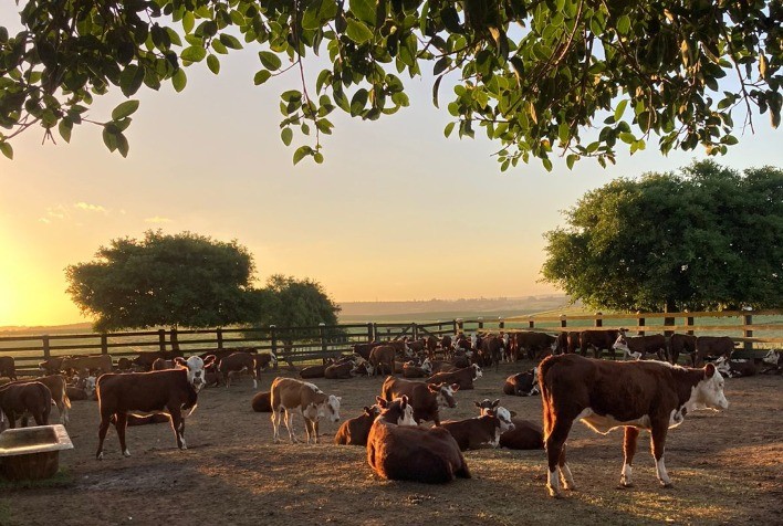 Rebanhos devem manter ganho de peso pós-desmama para puberdade e abate precoces