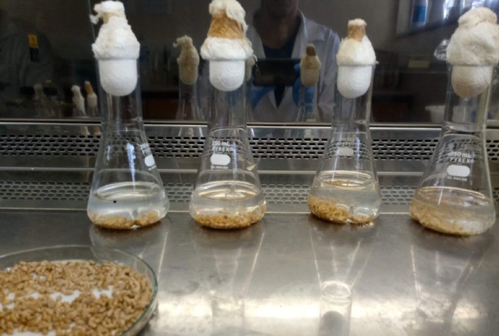 Bactérias do trigo são capazes de controlar a mancha marrom