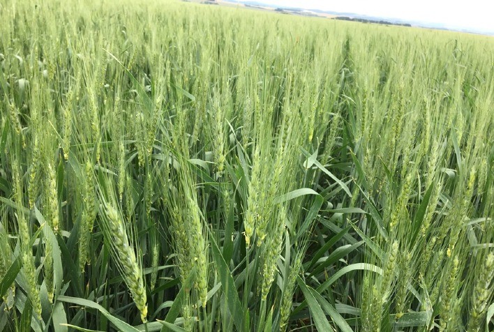 Defensivos agrícolas: Ferrugens e lagarta-do-trigo no alvo da Sipcam Nichino