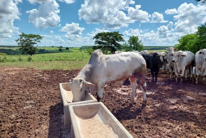 Confinamento Expresso proporciona lucratividade na pecuária em períodos de seca